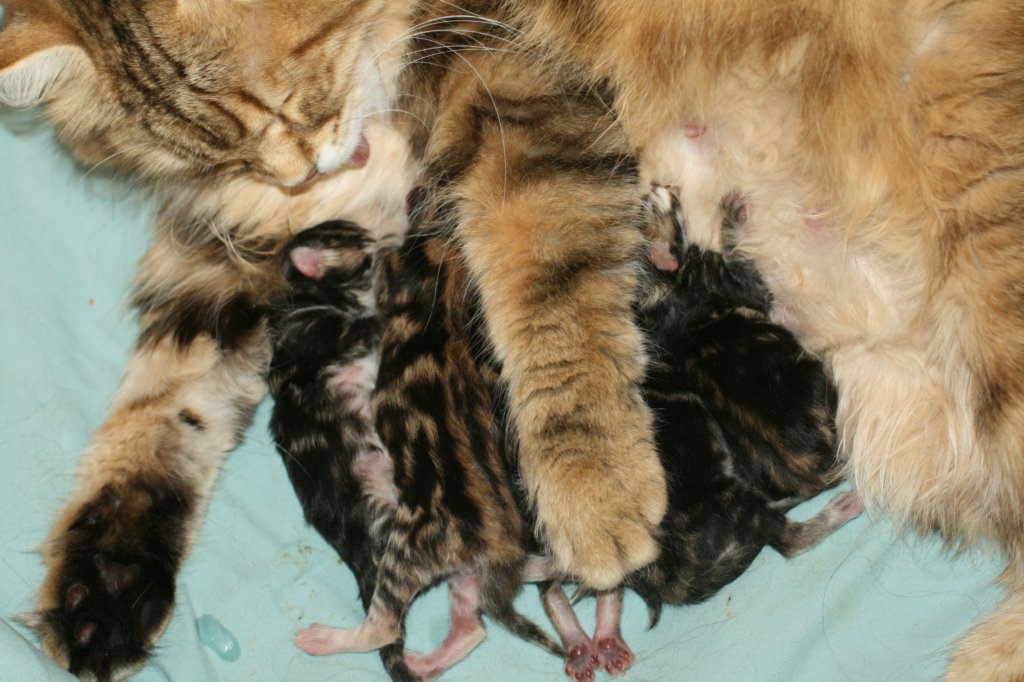 amurink2pennut3poikaaja2tyttsynt2162013amurink2litter3boysand2girlsdob216201319.jpg
