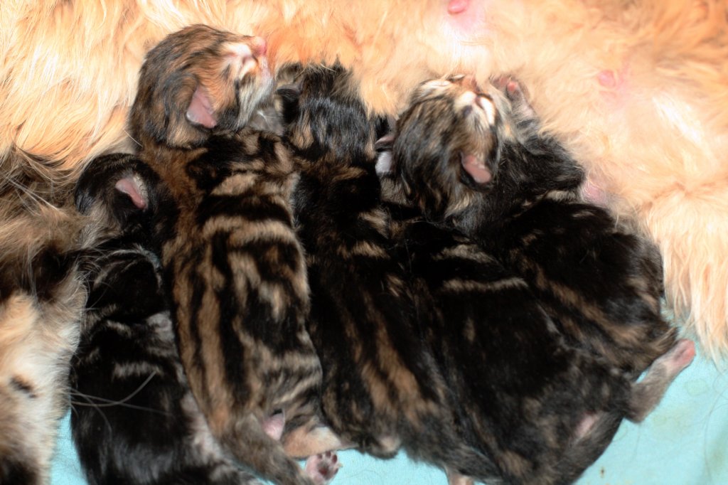 amurink2pennut3poikaaja2tyttsynt2162013amurink2litter3boysand2girlsdob216201321.jpg