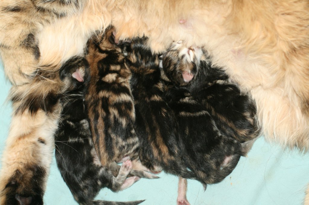 amurink2pennut3poikaaja2tyttsynt2162013amurink2litter3boysand2girlsdob216201322.jpg