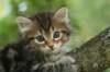 kenas65weeks58132_small.jpg