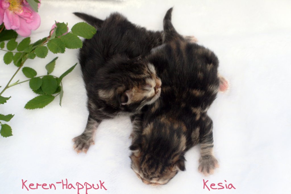 kerenhappukkesiaimg_5063.jpg