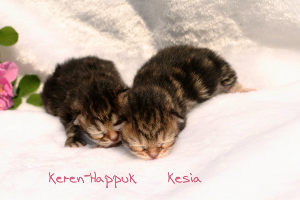 kerenhappukkesiaimg_5078.jpg