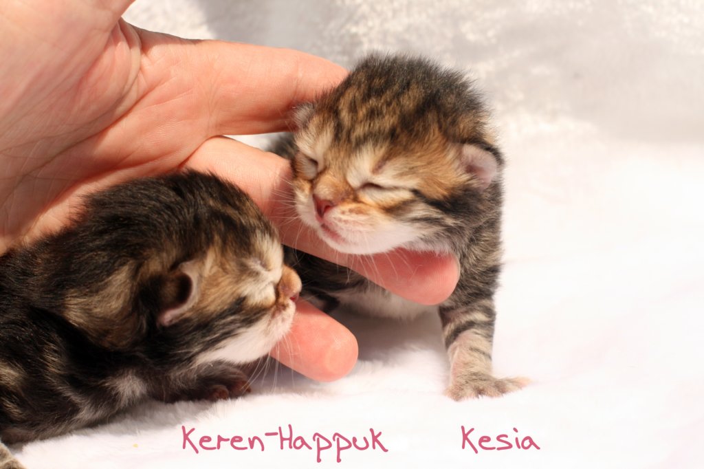 kerenhappukkesiaimg_5083.jpg