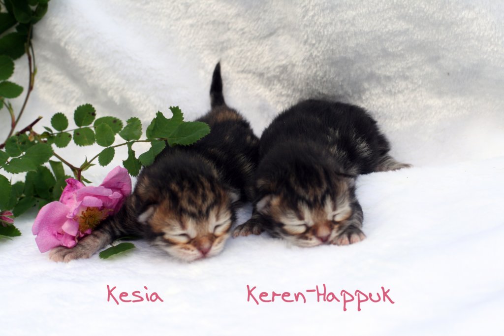 kesiakerenhappukimg_5086.jpg