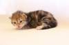keturagirlsibny22pet19_small.jpg