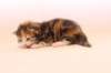 keziagirsibf0922showbreeding10_small.jpg