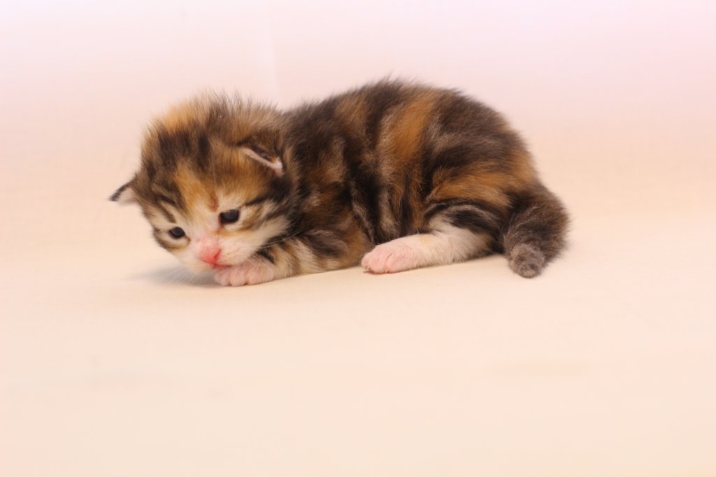 keziagirsibf0922showbreeding12.jpg