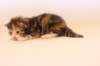 keziagirsibf0922showbreeding6_small.jpg