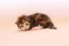 keziagirsibf0922showbreeding8_small.jpg