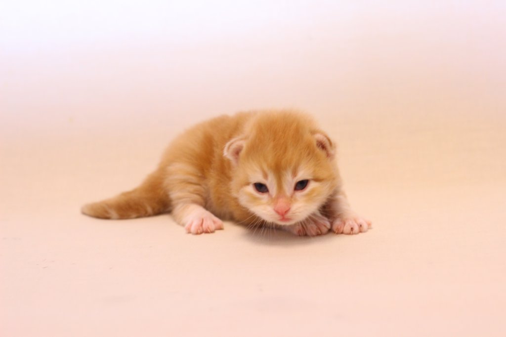 kishiboysibd0922pet10.jpg
