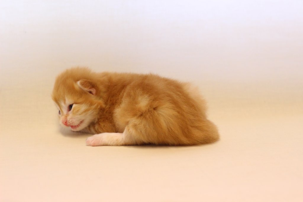 kishiboysibd0922pet13.jpg