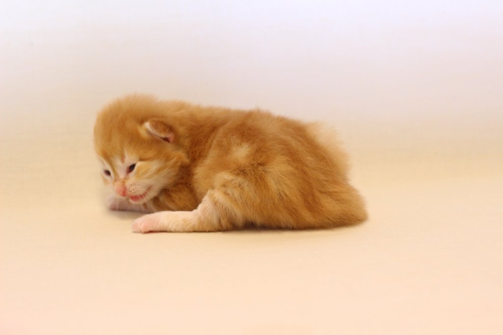 kishiboysibd0922pet15.jpg