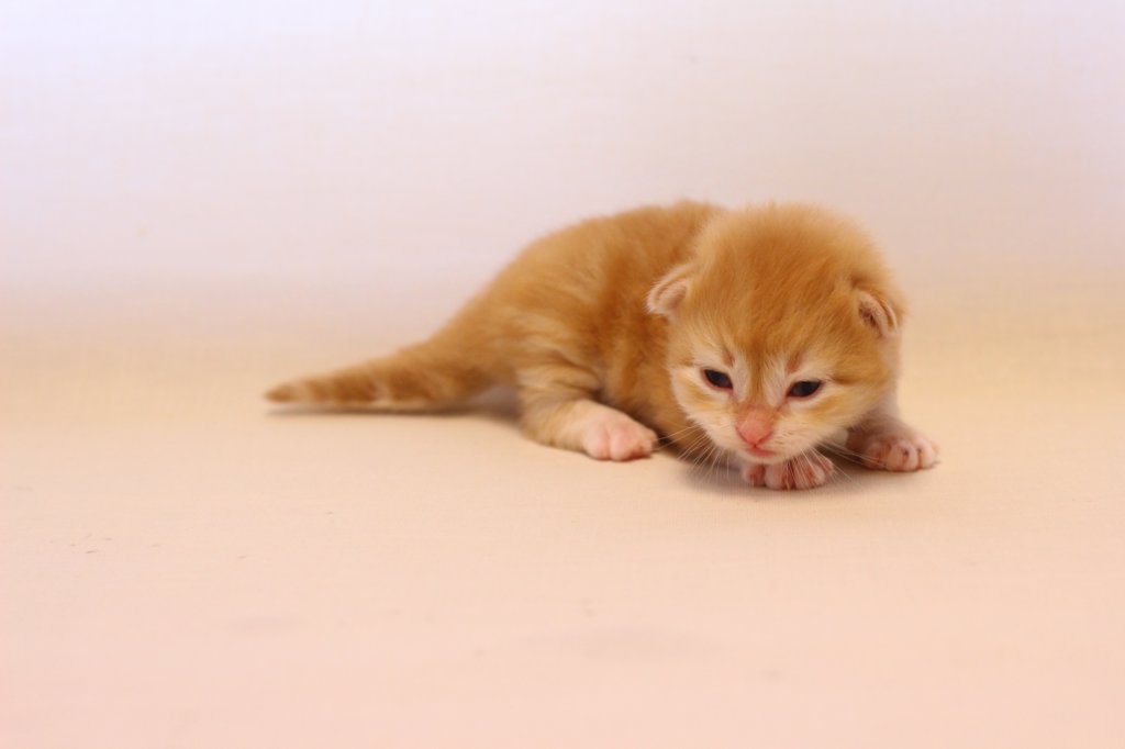 kishiboysibd0922pet16.jpg
