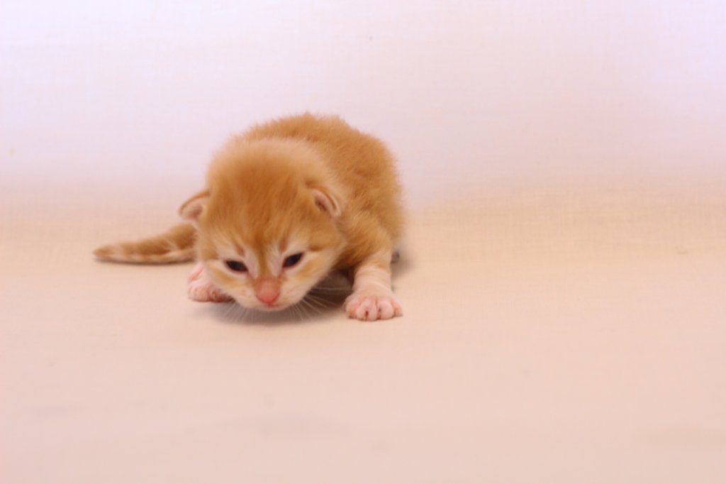 kishiboysibd0922pet17.jpg