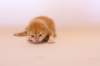kishiboysibd0922pet17_small.jpg