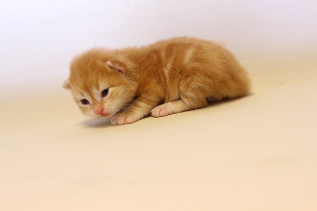 kishiboysibd0922pet19.jpg