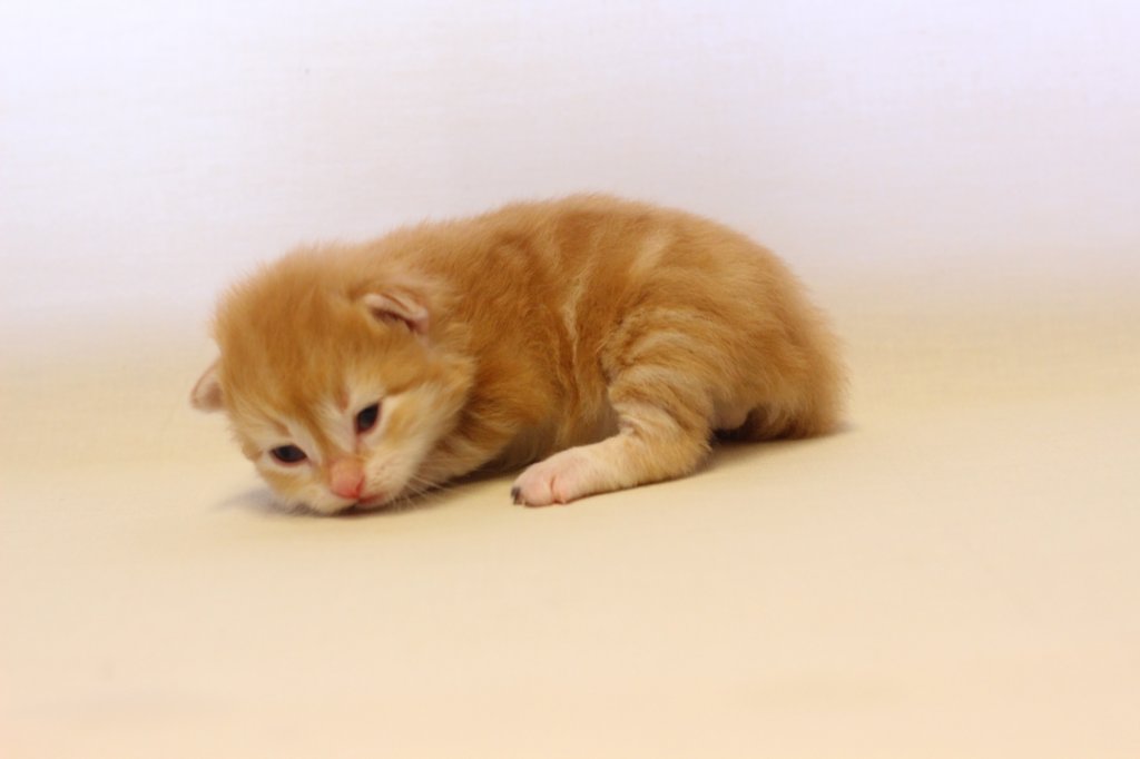 kishiboysibd0922pet23.jpg