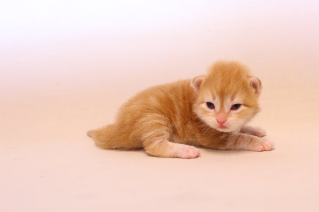 kishiboysibd0922pet8.jpg
