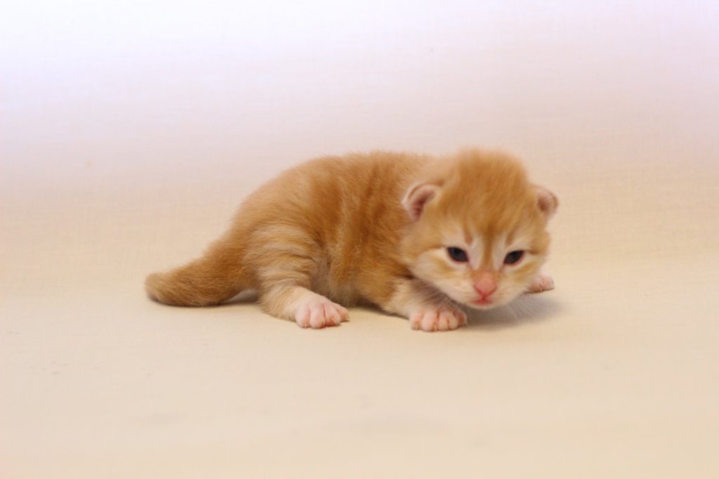 kishiboysibd0922pet9.jpg