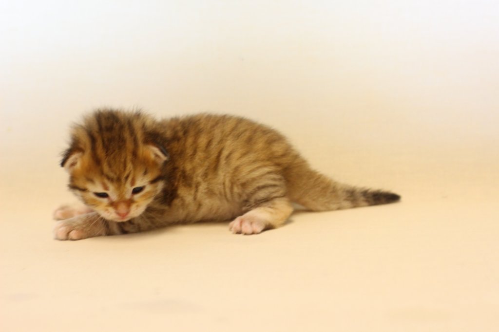 kleopassibny24showbreeding10.jpg