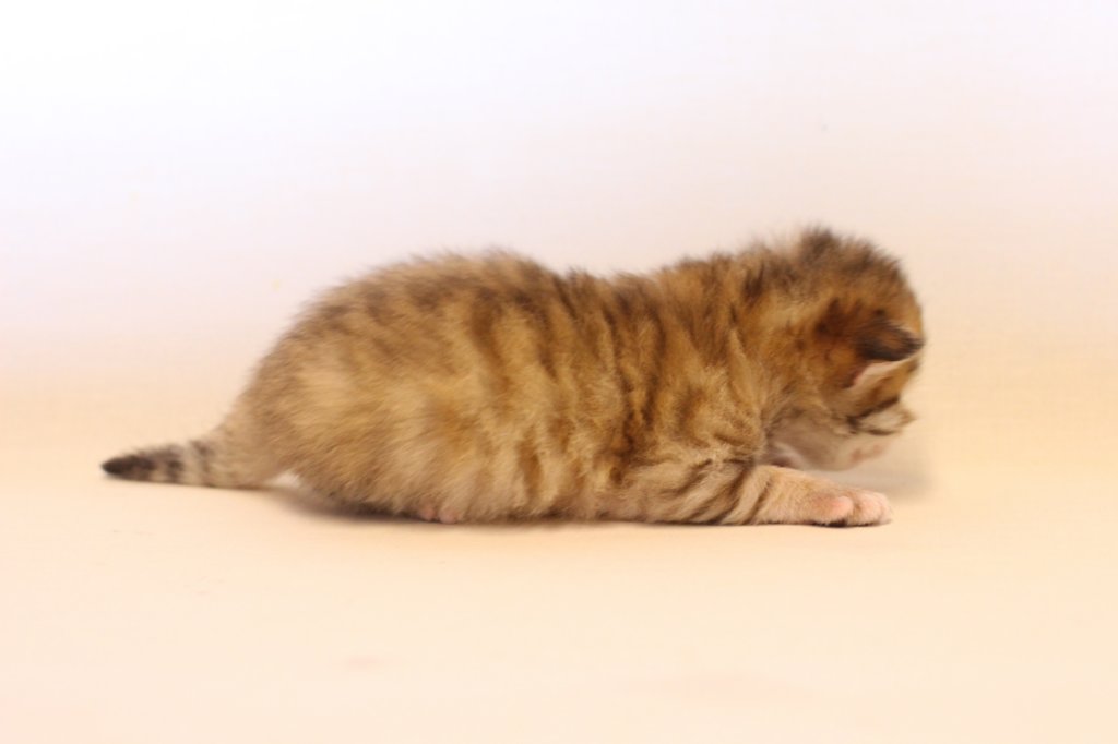 kleopassibny24showbreeding11.jpg