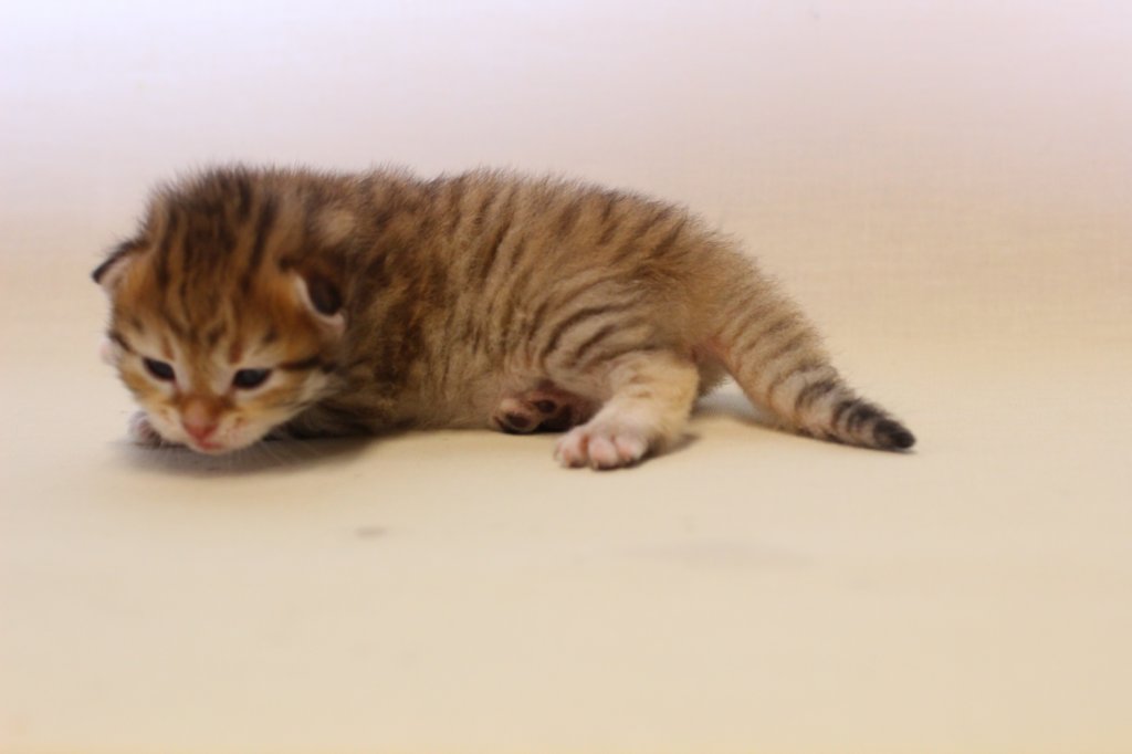 kleopassibny24showbreeding12.jpg