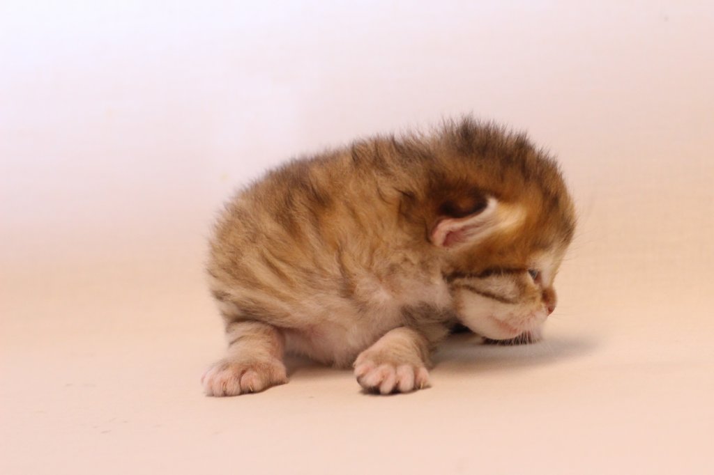 kleopassibny24showbreeding15.jpg