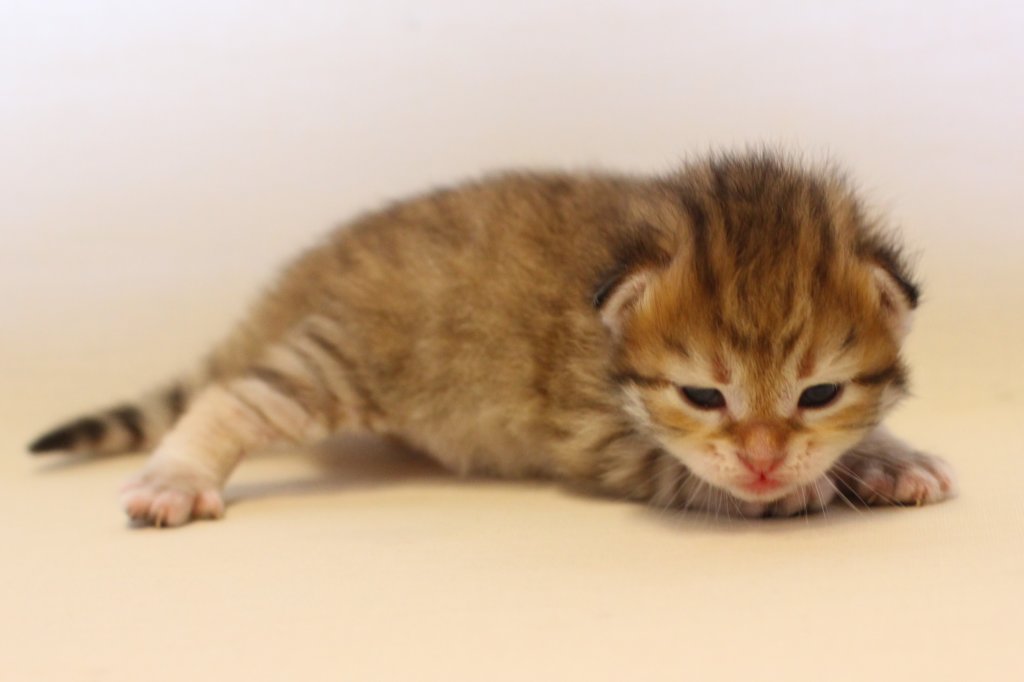 kleopassibny24showbreeding17.jpg