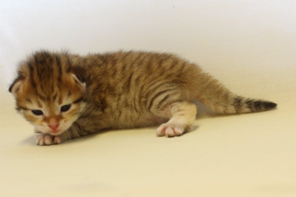 kleopassibny24showbreeding8.jpg