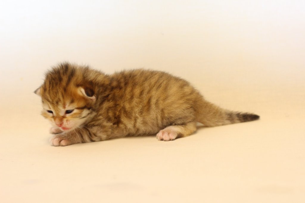 kleopassibny24showbreeding9.jpg
