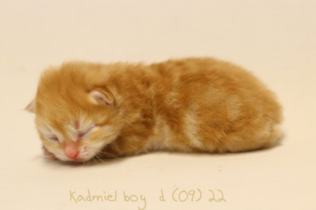 kadmielimg_63982.jpg