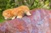 img_7191_small.jpg