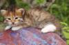 img_6831_small.jpg