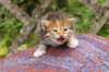 img_6838_small.jpg