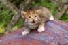 img_6841_small.jpg
