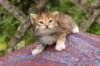 img_6842_small.jpg
