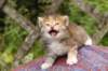 img_6843_small.jpg