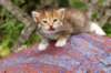 img_6847_small.jpg