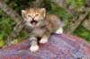 img_6851_small.jpg