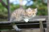 img_1024_small.jpg