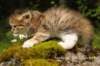 kandakeimg_8541_small.jpg
