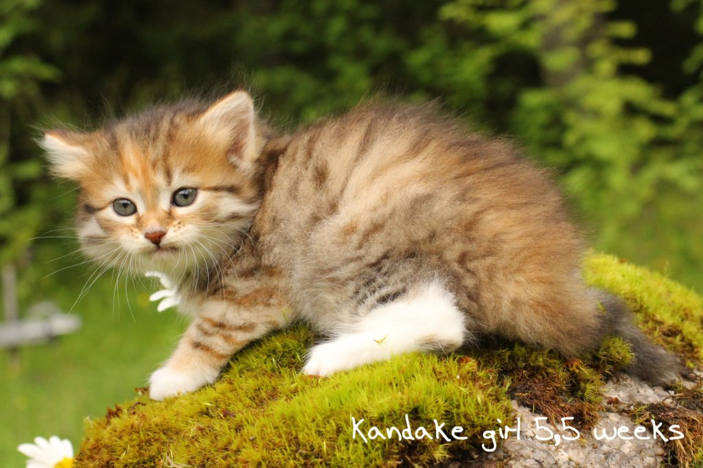 kandakeimg_8551.jpg