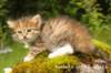 kandakeimg_8551_small.jpg