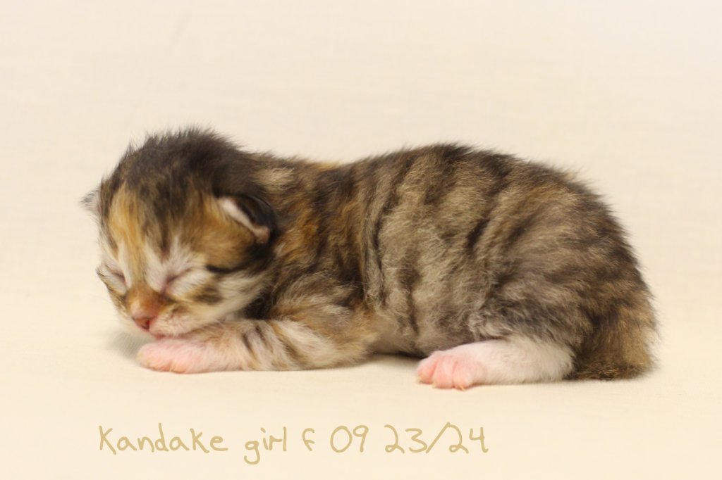 kandakegirlimg_6290.jpg