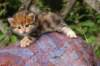 img_6877_small.jpg