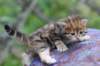 img_6913_small.jpg