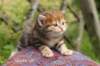 keturaimg_6883_small.jpg