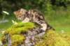 ketura7weeks1782017img_9354_small.jpg