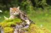 ketura7weeks1782017img_936910_small.jpg