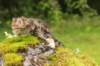 ketura7weeks1782017img_936912_small.jpg